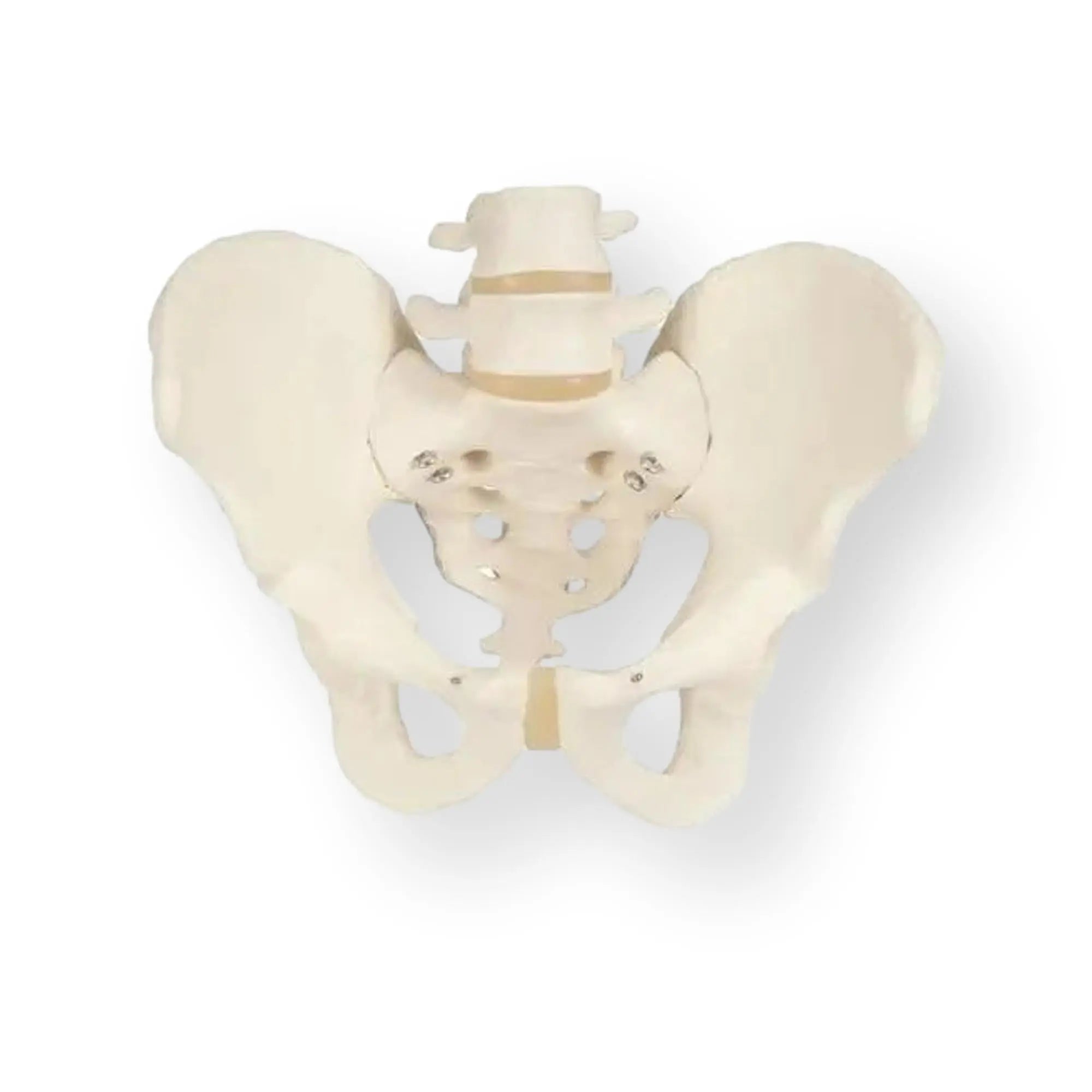 Pelvic skeleton, male - Anatomy and pathology